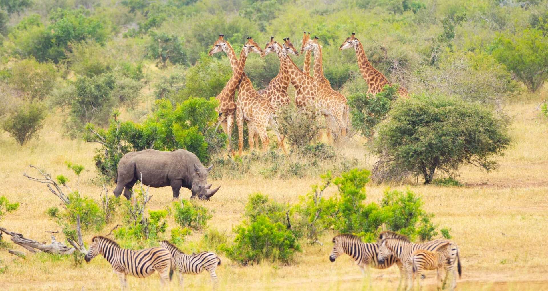 african wildlife safaris