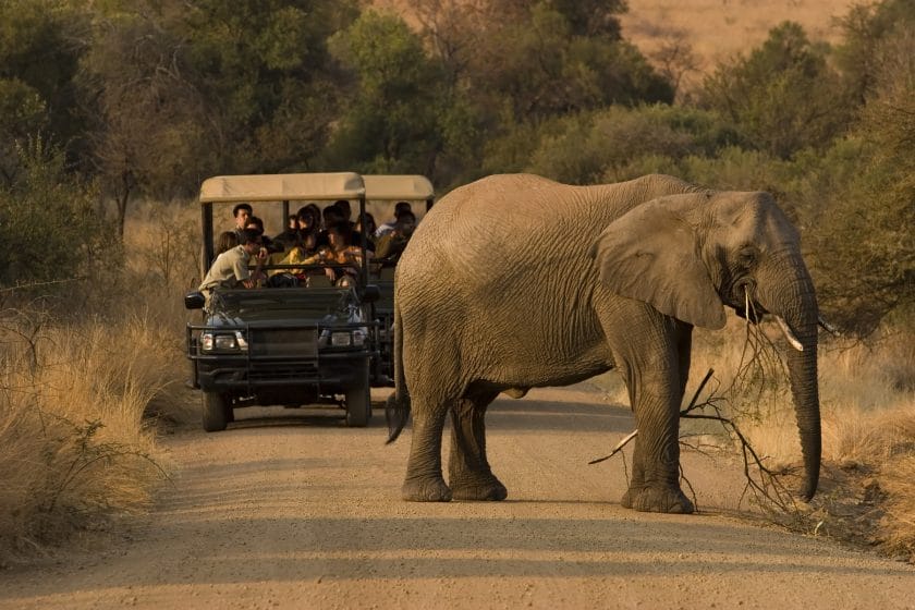 Multiple people on a safari viewing an elephant in Pilanesberg National Park, South Africa