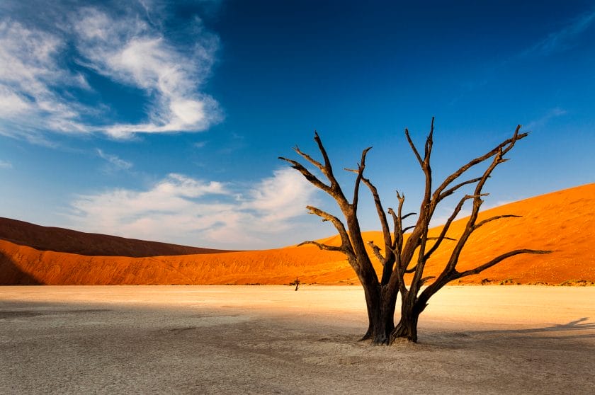 Dead tree in Sossusvlei, in the Namib Desert, Namibia