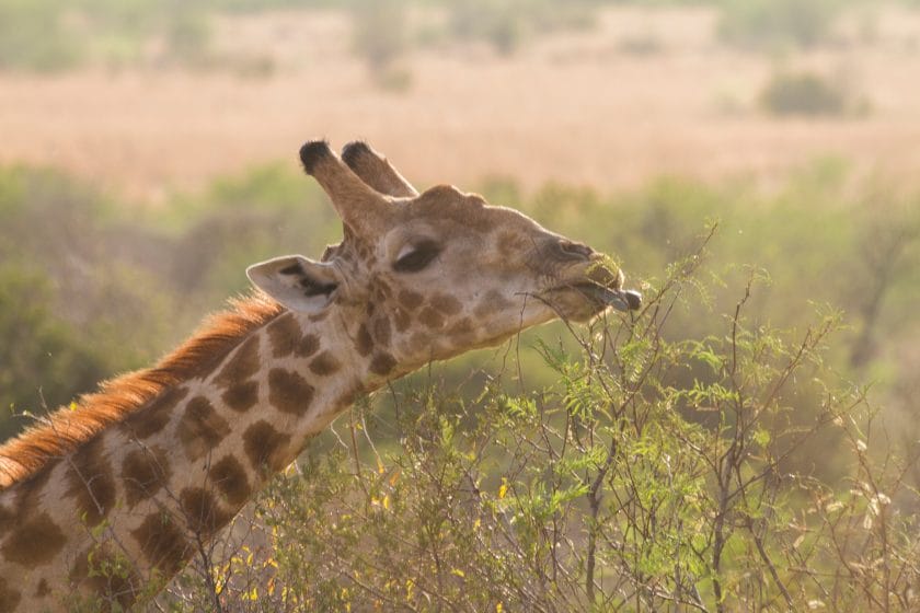 Giraffe in Pilansberg National Park, South Africa.