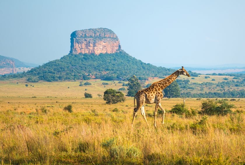 A giraffe walking in the African savannah of Limpopo Province, South Africa.