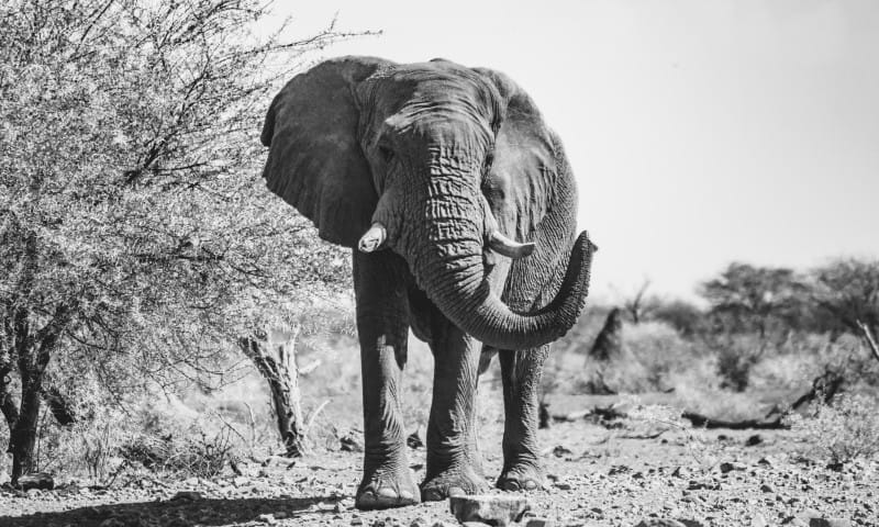 ?Elephant sighting in Namibia | Photo Credits: Roberto Kruger 