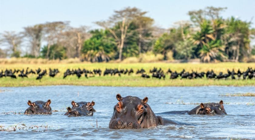 The common hippopotamus in the water.