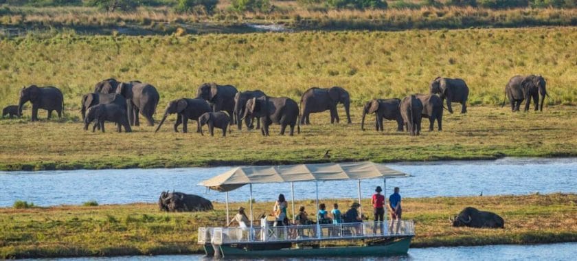 A group of safari tourists in a boat is watching buffalos and a large herd of African elephants (Loxodonta africana. Chobe National Park, Botswana, Africa.
