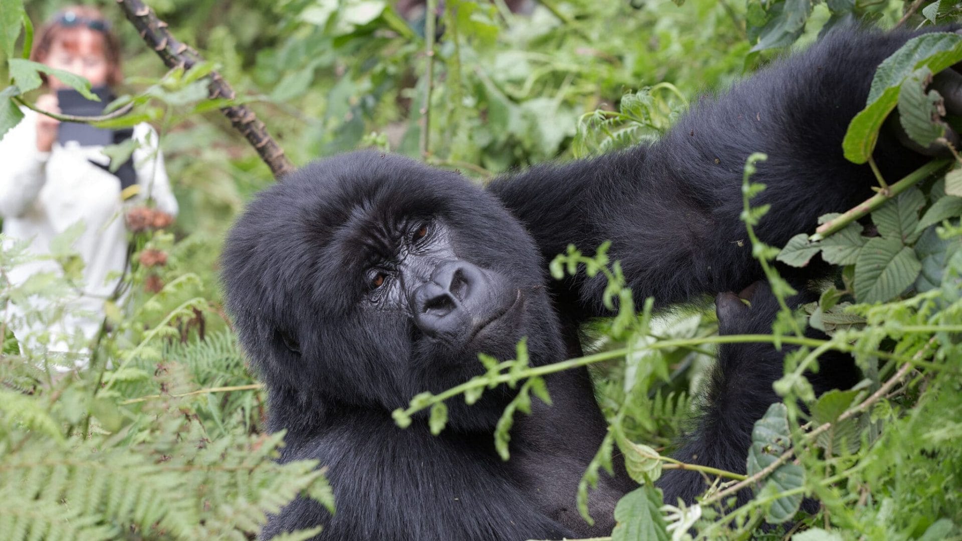 rwanda gorilla tours from south africa