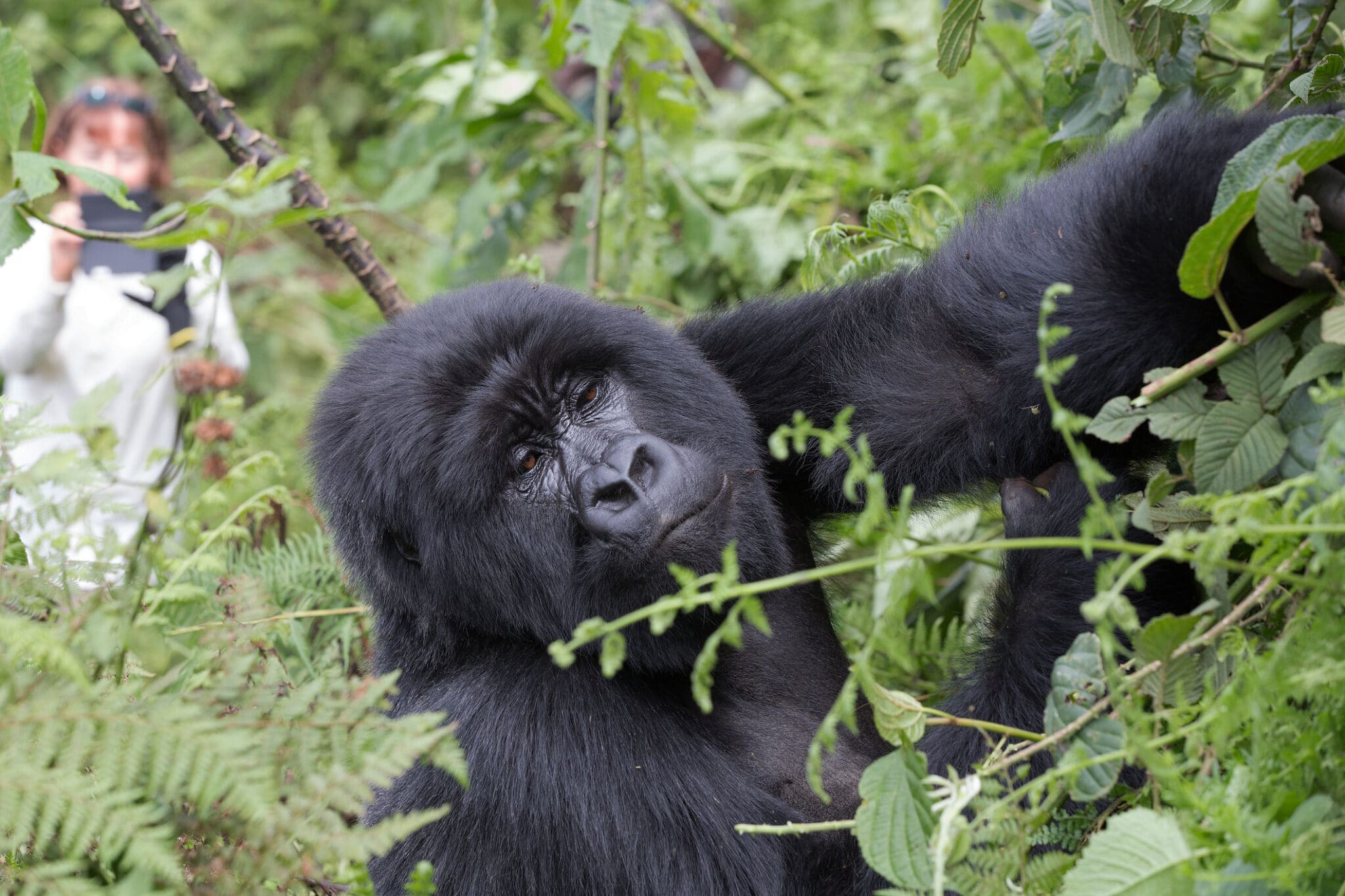 How to Plan a Gorilla Trekking Safari in Rwanda