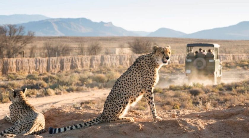 Cheetahs near Ceres, South Africa.