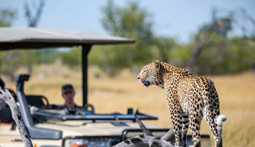 Leopard in wildlife, Okavango Delta, Botswana, Africa