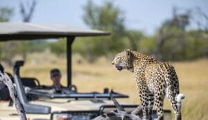 Leopard in wildlife, Okavango Delta, Botswana, Africa