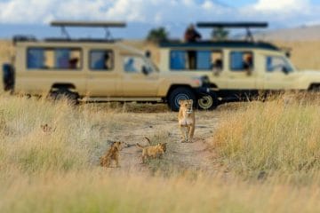 kalahari south africa safari