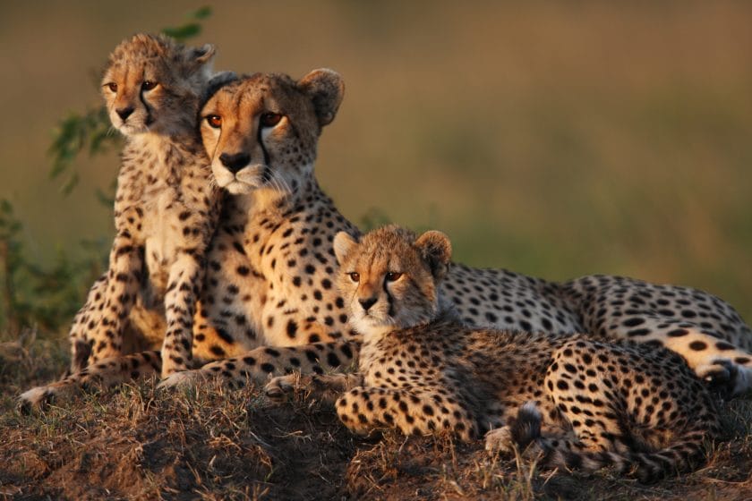 Mother cheetah with her two cubs in Masai Mara, Kenya.