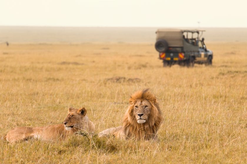 Two lions and a safari vehicle in Masai Mara, Kenya.