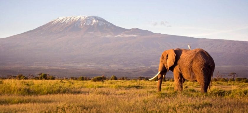Elephant with Mount Kilimanjaro in the background, Amboseli National Park.