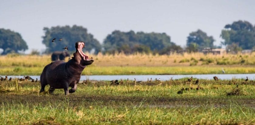 Hippo on the banks of Chobe River, Botswana.