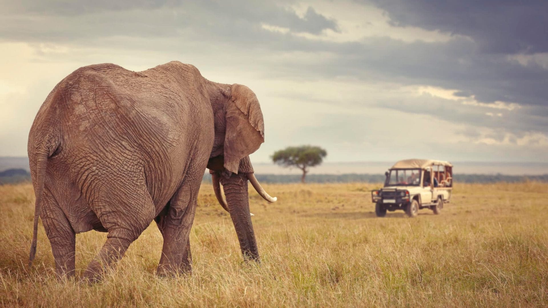 safari tour africa