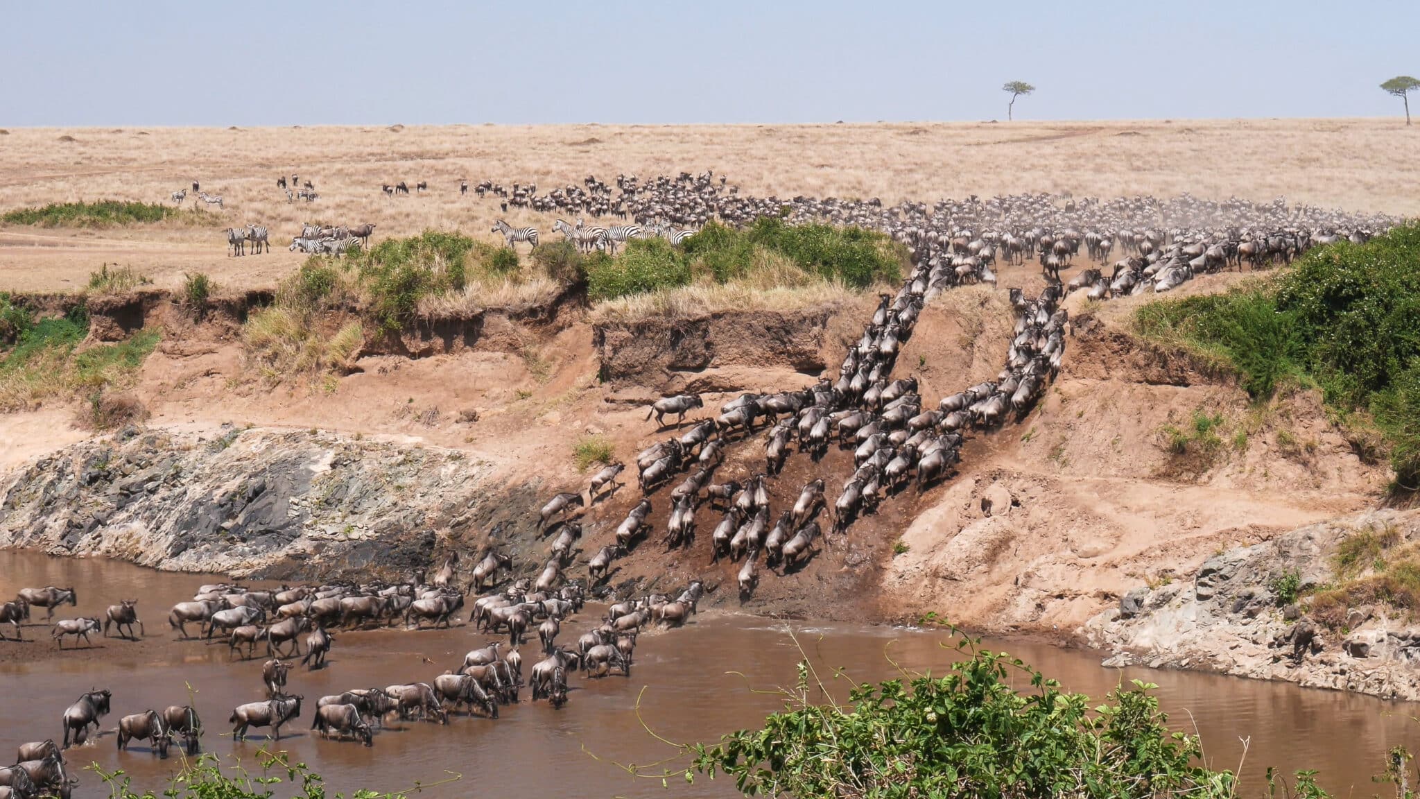 african safari animal migration