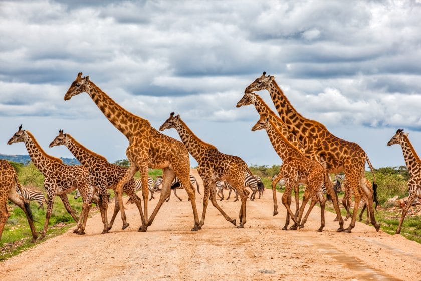 Herd of giraffe in Kenya.
