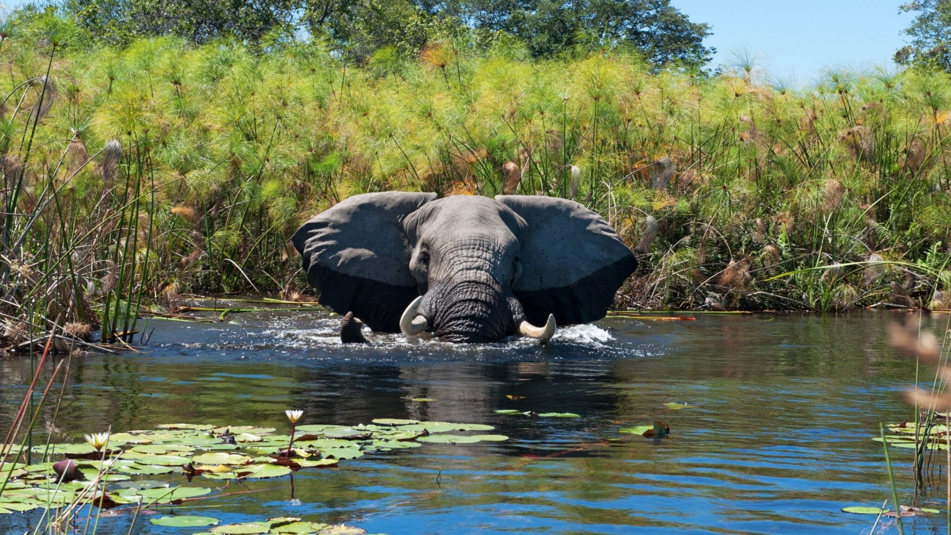 botswana okavango delta luxury safari