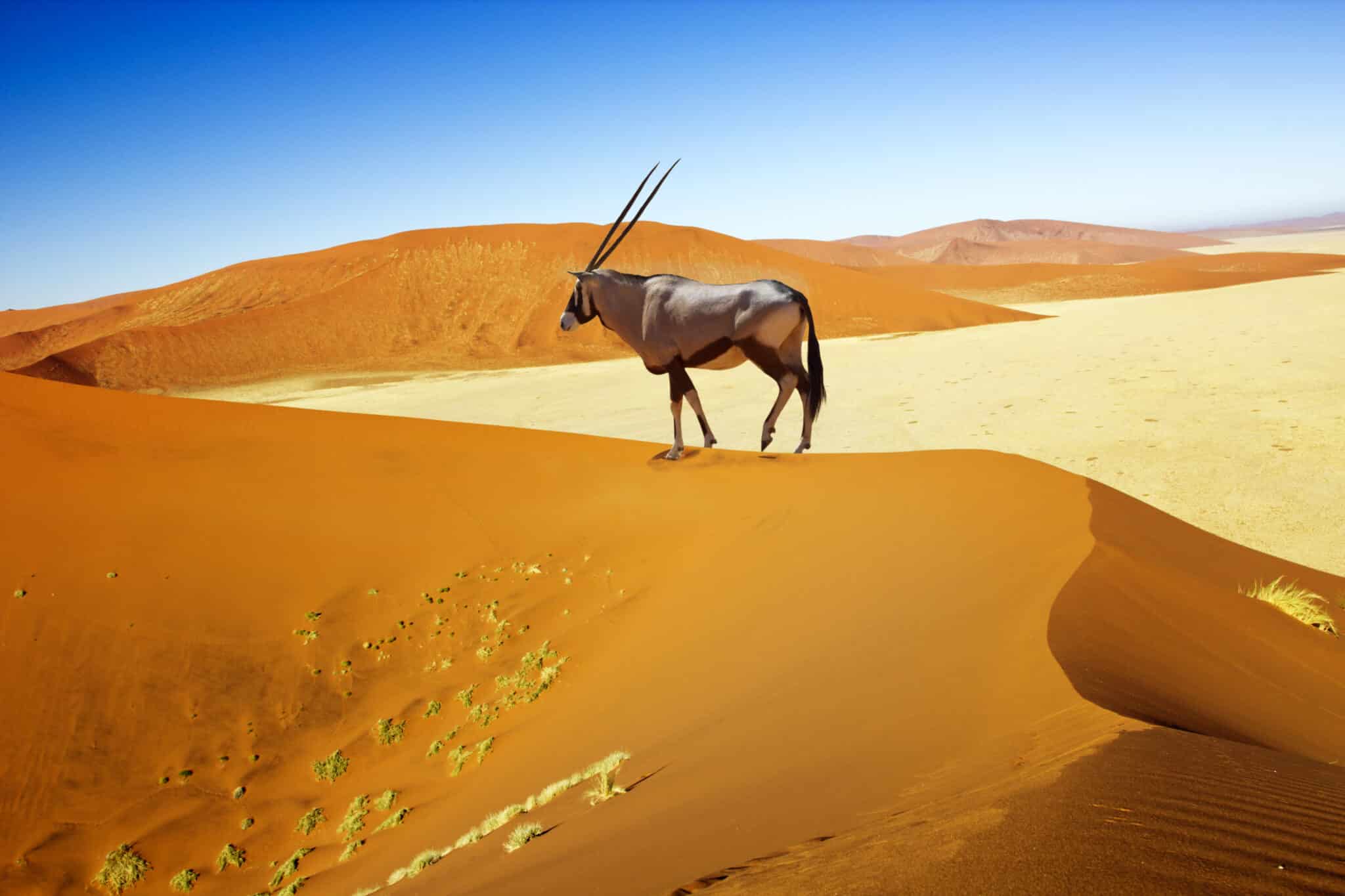 The 10 Best Places to Visit for Photographic Safaris in Namibia