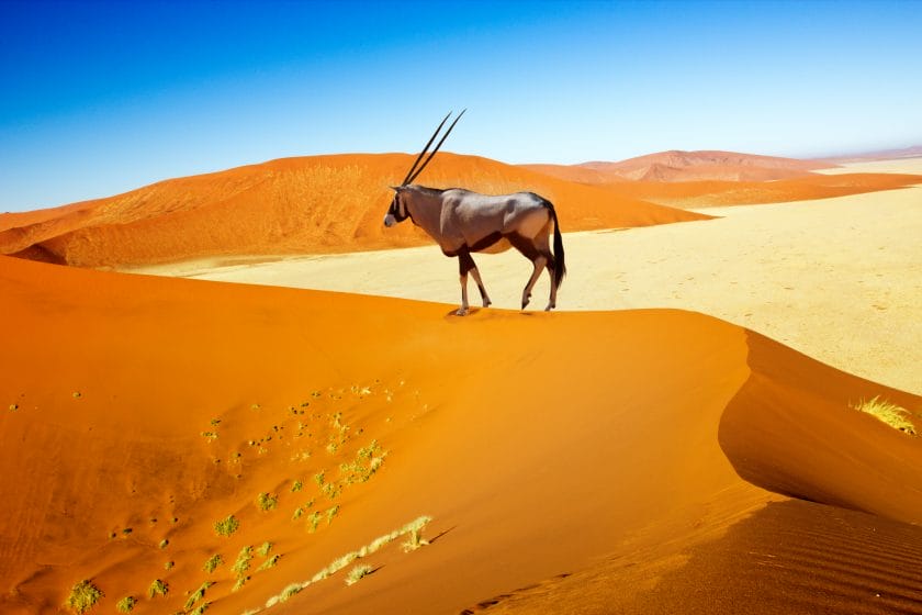 Oryx walking on a dune in Sossusvlei, Namibia.