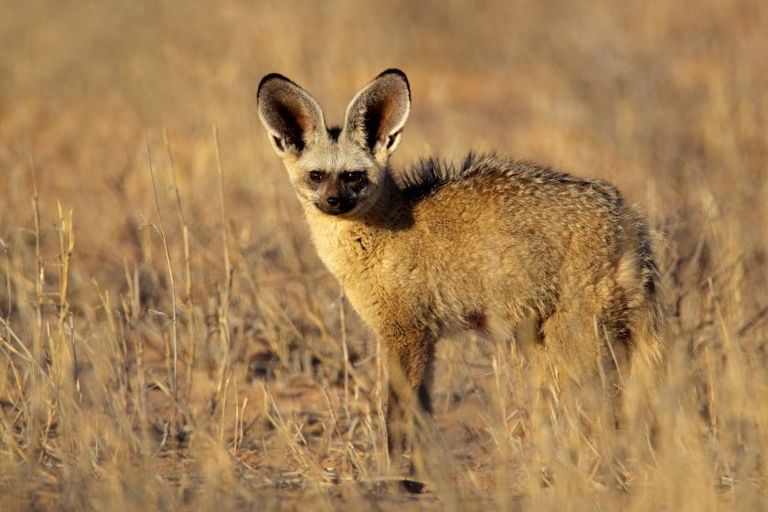 Bat eared fox in the Kalahari desert