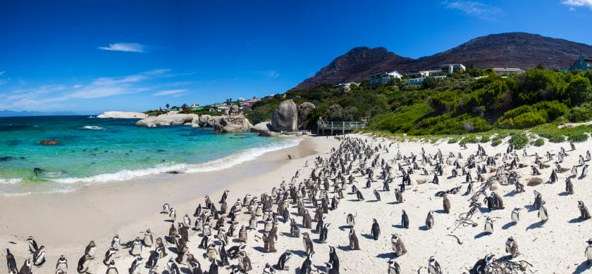 Penguin colony at Boulders Beach, Cape Town.