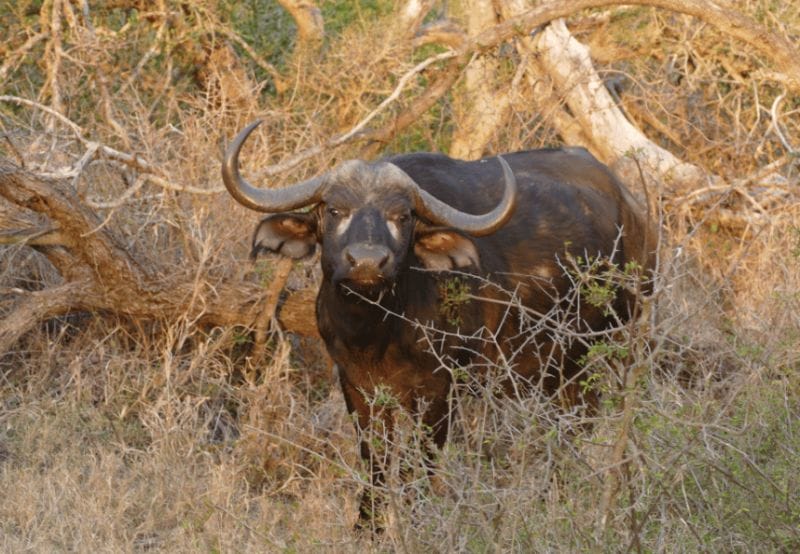 Cape Buffalo in the Kruger