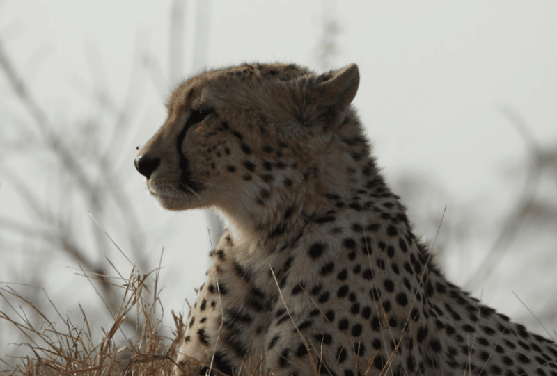 Cheetah with fly on nose
