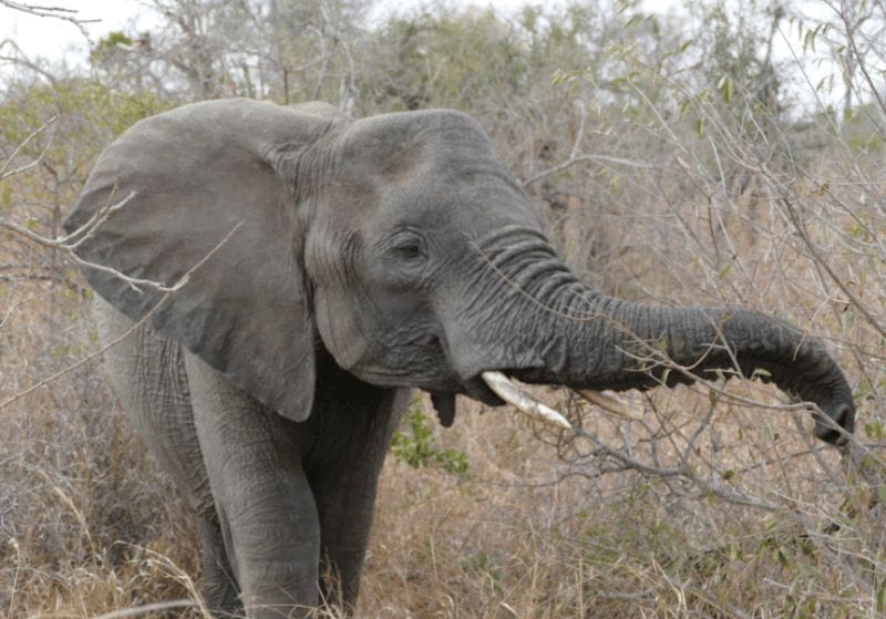 Elephant in the Kruger