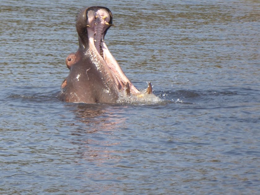 Hippo in Botswana