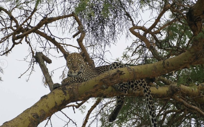 Cheetah in tree