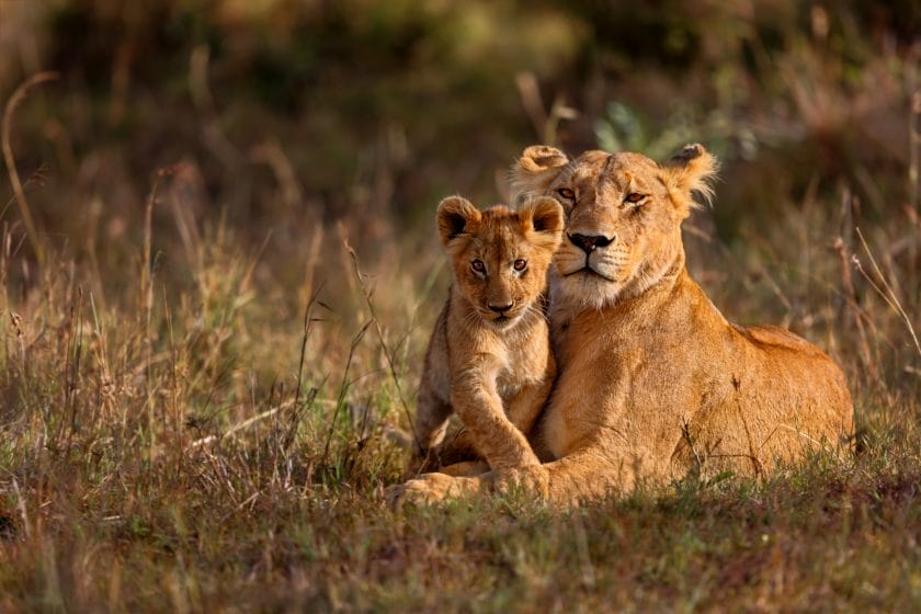 Lion mother with her cub in Masai Mara, Kenya.