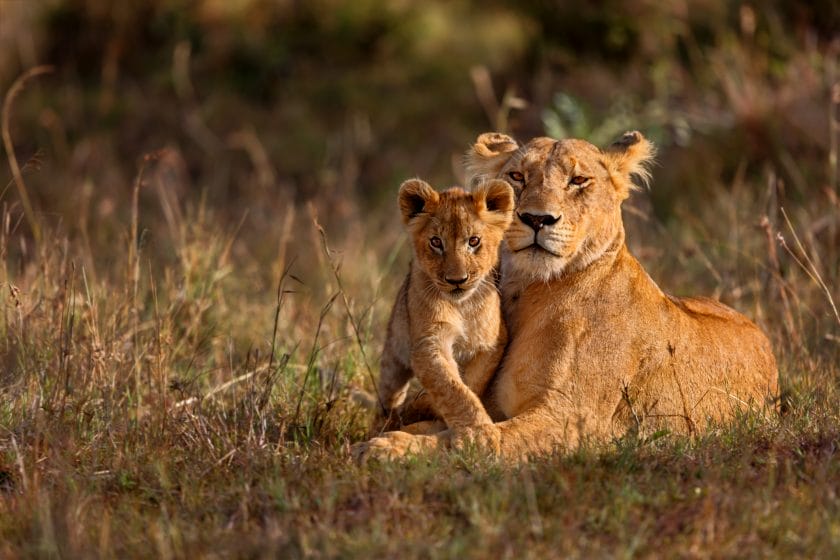 South Africa's wildlife ranches can offer solutions to Africa's growing conservation challenges