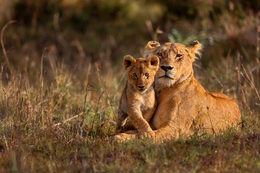 Lion mother of Notches Rongai Pride in Masai Mara, Kenya.