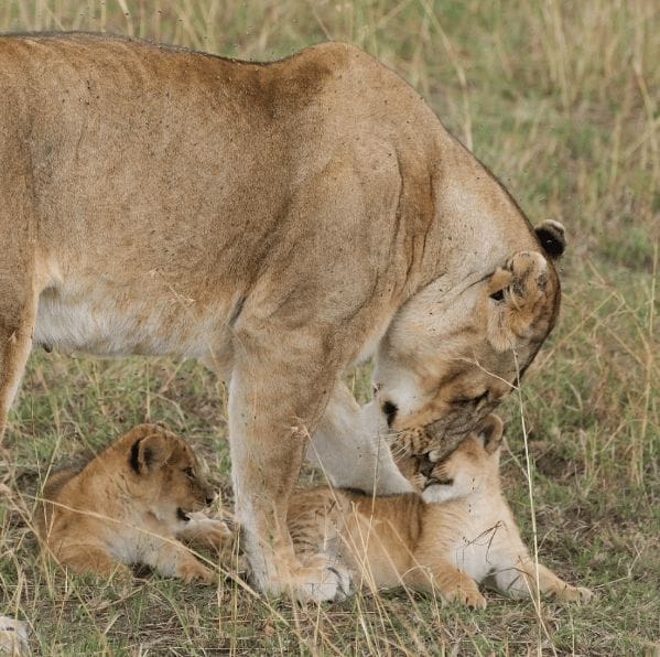 Lion with cub