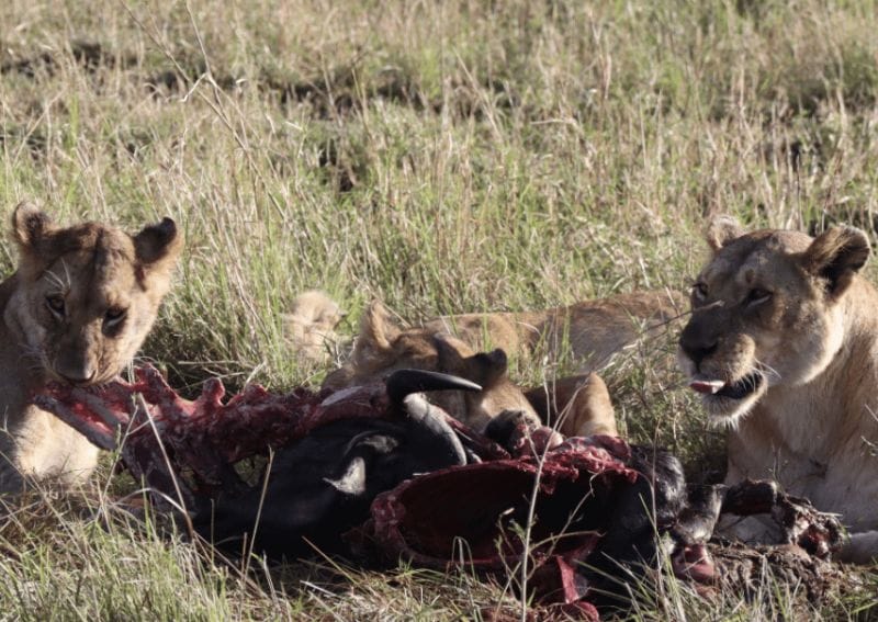 Lioness and cubs eating breakfast