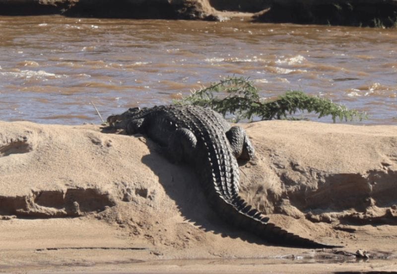 Nile crocodile waiting for Wildebeest to cross Mara River