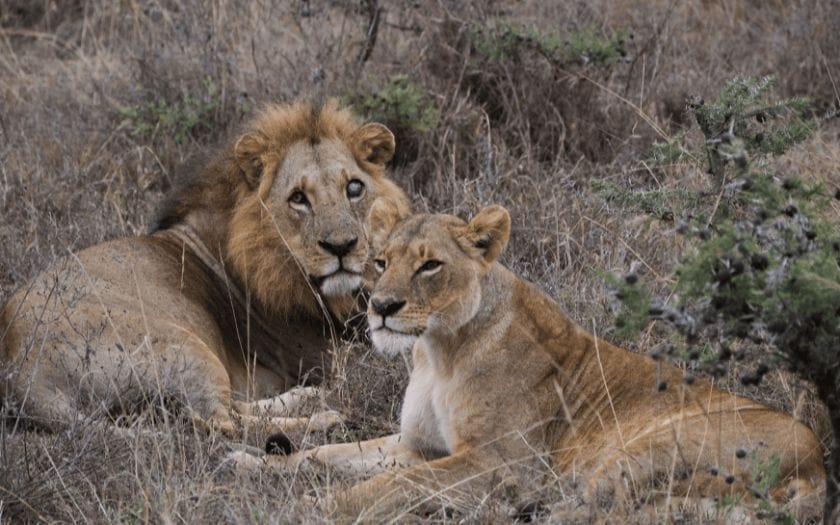 Lions in the grass