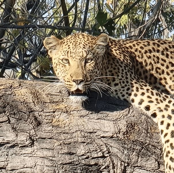 Leopard in tree