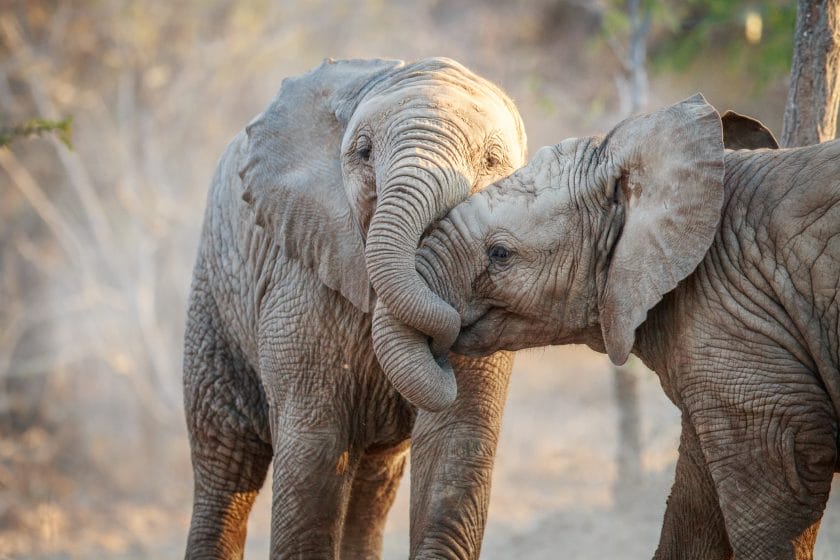 Two elephant calves playing in the Kruger National Park, South Africa