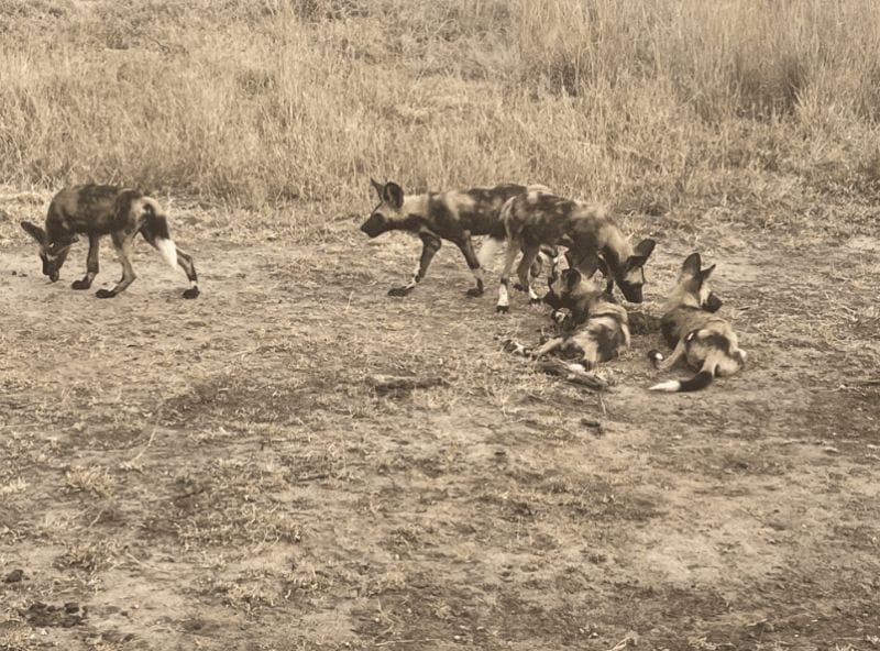 Wild dogs