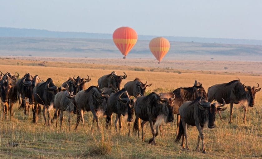 Wildebeest herd in front of hot air balloons in Masai Mara, Kenya.