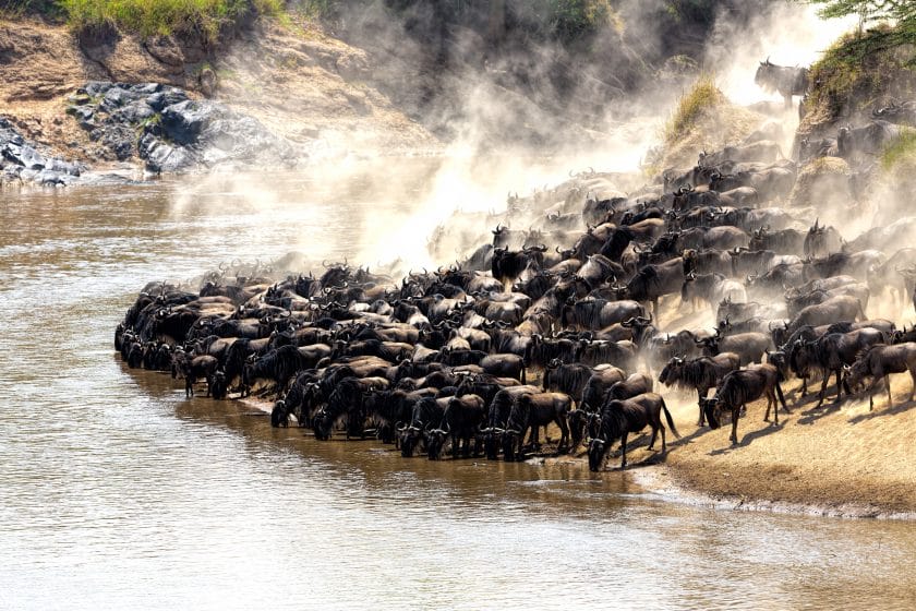 Wildebeest herds approaching the Mara River in the Masai Mara