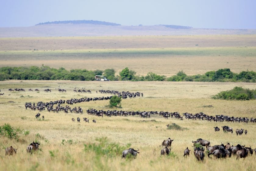 Great Wildebeest Migration in Kenya with Safari Vehicle