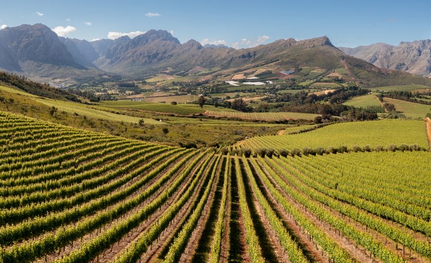 Vineyards in the Cape Winelands, South Africa.
