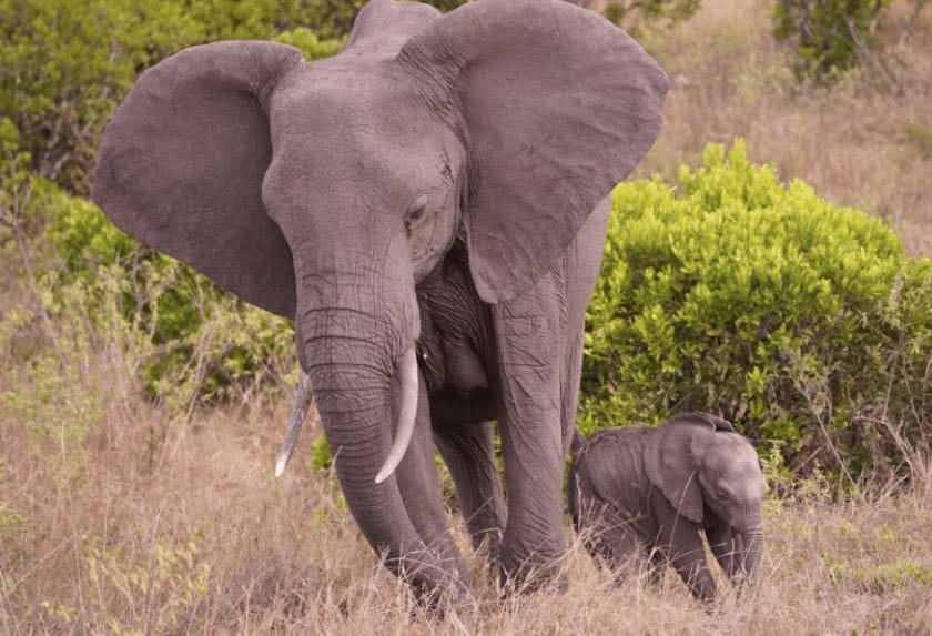 Elephant mother and baby