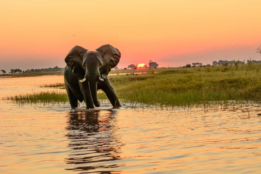 African elephant in the Chobe river at dusk, Botswana.