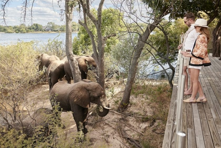 Elephants beneath the viewing deck of a luxury lodge, Zimbabwe | Photo credits: Victoria Falls River Lodge.