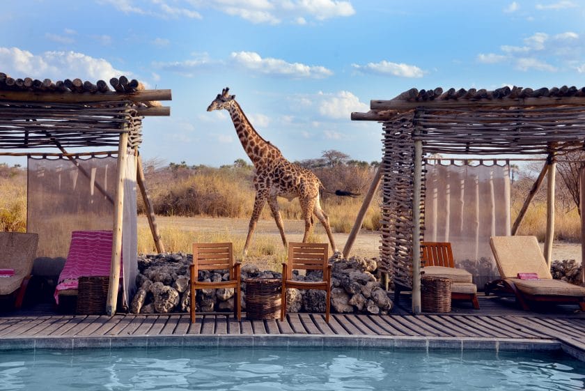 Giraffe walking past lodge pool, Tanzania | Photo credits: Chem Chem Lodge