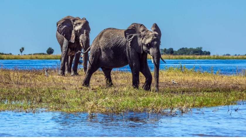 Elephants in Botswana.
